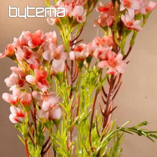 Waxflower sv.růžová 79 cm