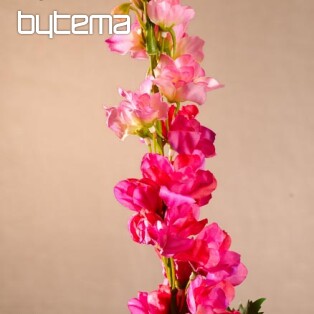 Delphinium vínové 79 cm