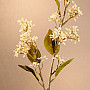 DRY VIBURNUM TINUS 58 cm bílá