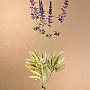 Garden Lavender svazek 46 cm fialová