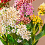 KALANCHOE ŽLUTÁ