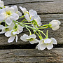 DELPHINIUM BÍLÁ