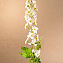 DELPHINIUM BÍLÁ