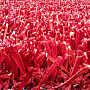 Kusový koberec VARNA SHAGGY červený
