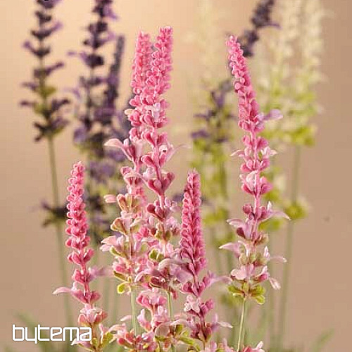 Garden Lavender svazek 46 cm fialová