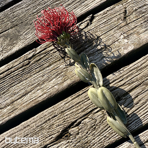 DRY SMALL PROTEA ČERVENÁ