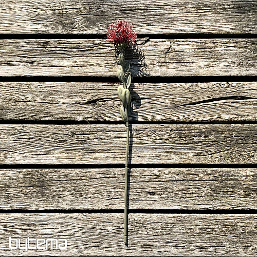 DRY SMALL PROTEA ČERVENÁ