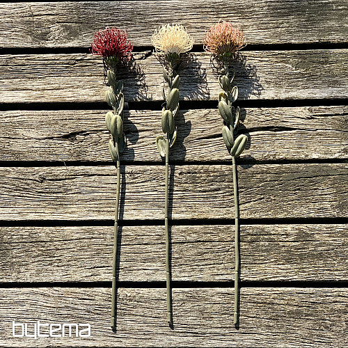 DRY SMALL PROTEA BÍLÁ