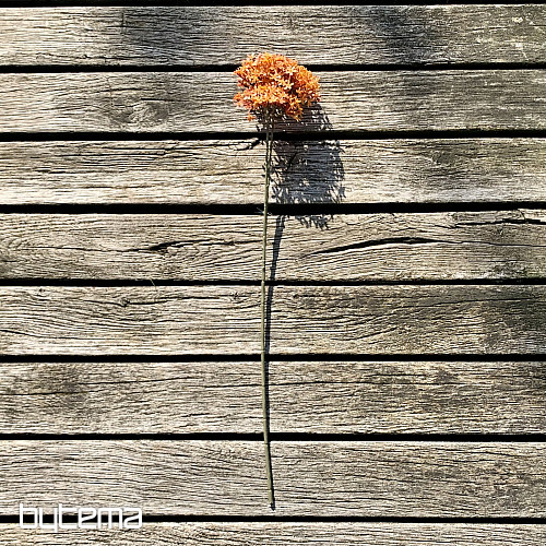 DRY CROWN FLOWER ORANŽOVÁ