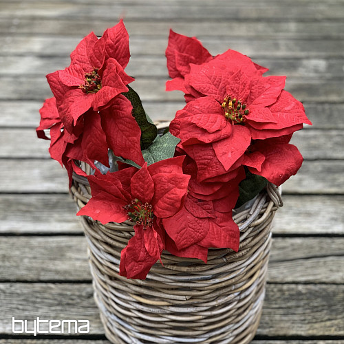 Vánoční růže TRS ČERVENÁ