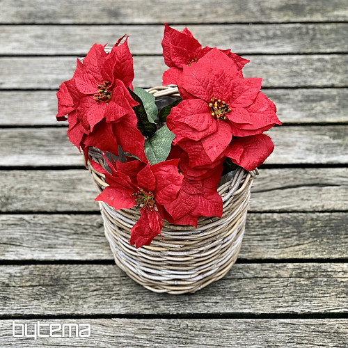 Vánoční růže TRS ČERVENÁ