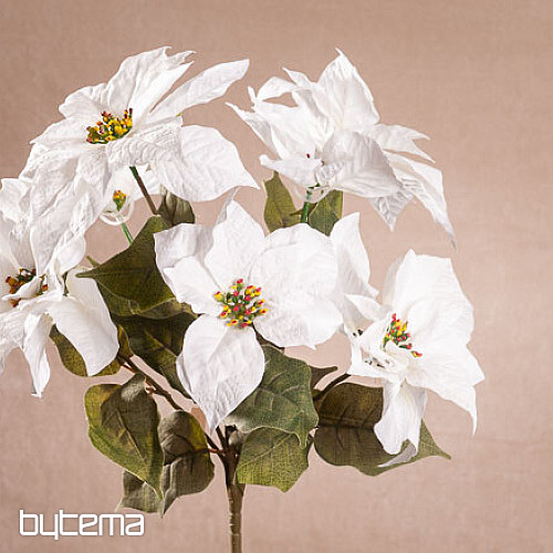 Vánoční růže TRS BÍLÁ