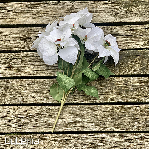 Vánoční růže TRS BÍLÁ