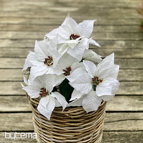 Vánoční růže TRS BÍLÁ