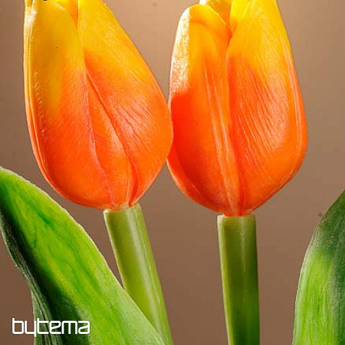 Tulipány mix barev