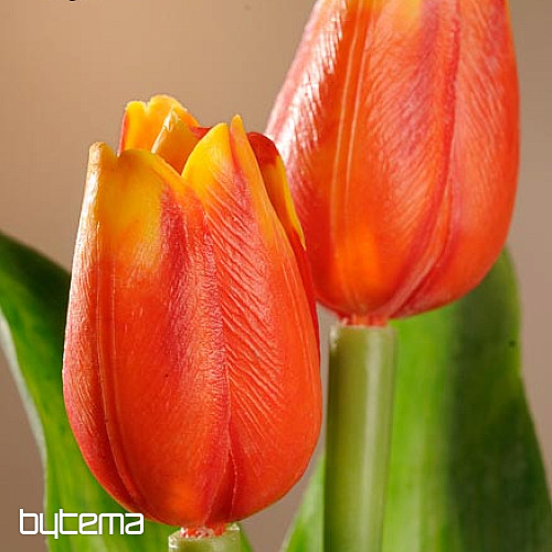 Tulipány mix barev